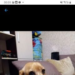 Подробнее об объявлении «Пропала собака кобель, кобель микки, 5 лет Симферополь» Фото: пропала собака Такса «Пропала собака кобель, кобель микки, 5 лет...» в г. Симферополь