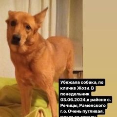 Подробнее об объявлении «Пропала собака Раменское» Фото: пропала собака  «Пропала собака Раменское» в г. Раменское