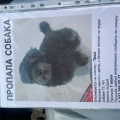 Подробнее об объявлении «Пропала собака кобель Самара» Фото: пропала собака  «Пропала собака кобель Самара» в г. Самара