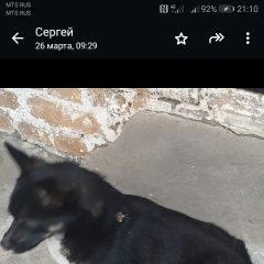 Подробнее об объявлении «Сальск Пропала собака кобель» Фото: пропала собака  «Сальск Пропала собака кобель» в г. Сальск
