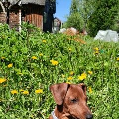 Подробнее об объявлении «Пропала собака щенок дальнеконстантиноский район Дальнее Константиново» Фото: пропала собака Цвергпинчер (Карликовый пинчер) «Пропала собака щенок дальнеконстантиноский...» в г. Дальнее Константиново