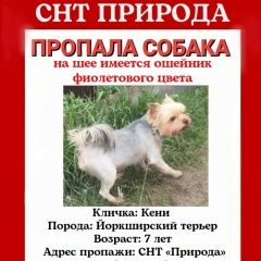 Подробнее об объявлении «Тольятти Пропала собака кобель помогите найти» Фото: пропала собака Йоркширский терьер «Тольятти Пропала собака кобель помогите найти» в г. Тольятти