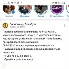 Подробнее об объявлении «Оренбург Пропала собака кобель 8 июня 2024г. район аренда. локомотив» Фото: пропала собака Ягд-терьер «Оренбург Пропала собака кобель 8 июня 2024г....» в г. Оренбург