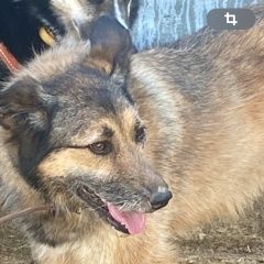 Подробнее об объявлении «Пропала собака очень пугливая собака Звенигород» Фото: пропала собака  «Пропала собака очень пугливая собака Звенигород» в г. Звенигород