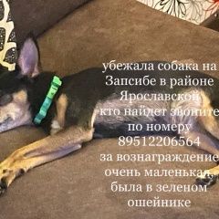 Подробнее об объявлении «Пропала собака Новокузнецк» Фото: пропала собака Той-терьер «Пропала собака Новокузнецк» в г. Новокузнецк