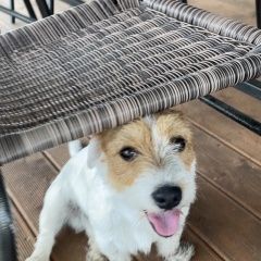 Подробнее об объявлении «Пронск Пропала собака кобель вечером 12 июня в районе улицы старо-ник» Фото: пропала собака Джек рассел терьер «Пронск Пропала собака кобель вечером 12 июня в...» в г. Пронск