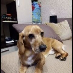 Подробнее об объявлении «Пропала собака кобель Симферополь» Фото: пропала собака  «Пропала собака кобель Симферополь» в г. Симферополь