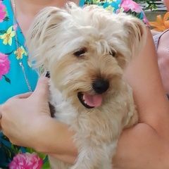 Подробнее об объявлении «Геленджик Пропала собака кобель» Фото: пропала собака  «Геленджик Пропала собака кобель» в г. Геленджик