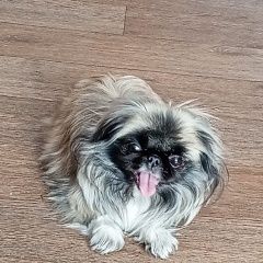 Подробнее об объявлении «Пропала собака Омск» Фото: пропала собака Пекинес «Пропала собака Омск» в г. Омск