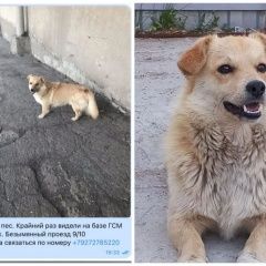 Подробнее об объявлении «Балаково Пропала собака кобель помогите найти» Фото: пропала собака  «Балаково Пропала собака кобель помогите найти» в г. Балаково