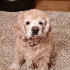 Подробнее об объявлении «Пропала собака спаниель Омск» Фото: пропала собака Американский кокер-спаниель «Пропала собака спаниель Омск» в г. Омск