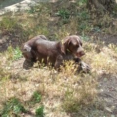 Подробнее об объявлении «Пропала собака не наша Симферополь» Фото: пропала собака Курцхаар «Пропала собака не наша Симферополь» в г. Симферополь