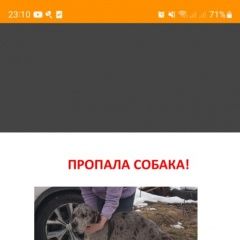 Подробнее об объявлении «Пропала собака кобель Тверь» Фото: пропала собака Немецкий дог «Пропала собака кобель Тверь» в г. Тверь