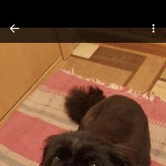 Подробнее об объявлении «Ижевск Пропала собака» Фото: пропала собака Пекинес «Ижевск Пропала собака» в г. Ижевск