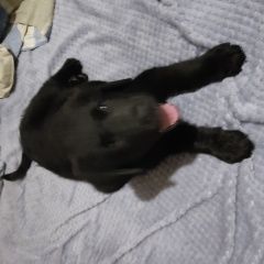 Подробнее об объявлении «Пропала собака кобель в районе ольхвский дач Луганск» Фото: пропала собака  «Пропала собака кобель в районе ольхвский дач...» в г. Луганск