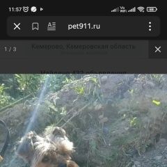 Подробнее об объявлении «Пропала собака кобель Кемерово» Фото: пропала собака  «Пропала собака кобель Кемерово» в г. Кемерово