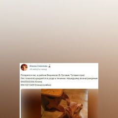 Подробнее об объявлении «Ярославль Пропала собака кобель» Фото: пропала собака Чихуахуа «Ярославль Пропала собака кобель» в г. Ярославль