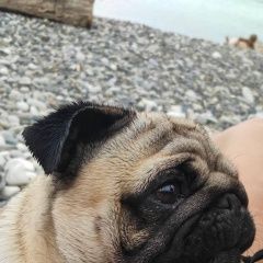 Подробнее об объявлении «Пропала собака кобель мопс по кличке бой Лазаревское» Фото: пропала собака Мопс «Пропала собака кобель мопс по кличке бой...» в г. Лазаревское
