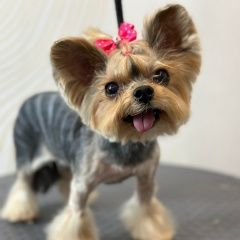 Подробнее об объявлении «Пропала собака зовут лиза. Москва» Фото: пропала собака Йоркширский терьер «Пропала собака зовут лиза. Москва» в г. Москва