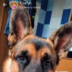 Подробнее об объявлении «Пропала собака кобель. Хабаровск» Фото: пропала собака  «Пропала собака кобель. Хабаровск» в г. Хабаровск