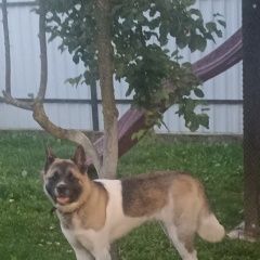 Подробнее об объявлении «Пропала собака Быхов» Фото: пропала собака Акита-ину «Пропала собака Быхов» в г. Быхов