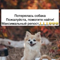Подробнее об объявлении «Пропала собака на пляже омега Севастополь» Фото: пропала собака  «Пропала собака на пляже омега Севастополь» в г. Севастополь