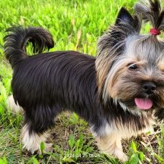 Подробнее об объявлении «Пропала собака йорк девочка Тула» Фото: пропала собака Йоркширский терьер «Пропала собака йорк девочка Тула» в г. Тула