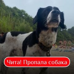 Подробнее об объявлении «Пропала собака кобель помогите найти собаку Чита» Фото: пропала собака  «Пропала собака кобель помогите найти собаку Чита» в г. Чита