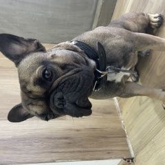 Подробнее об объявлении «Пропала собака кобель французский бульдог Волгоград» Фото: пропала собака Французский бульдог «Пропала собака кобель французский бульдог...» в г. Волгоград