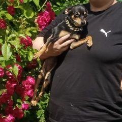 Подробнее об объявлении «Пропала собака собачка в раене космонавтов часн Могилев» Фото: пропала собака Той-терьер «Пропала собака собачка в раене космонавтов часн...» в г. Могилев