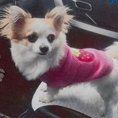 Подробнее об объявлении «Пропала собака чихуахуа девочка Тула» Фото: пропала собака Чихуахуа «Пропала собака чихуахуа девочка Тула» в г. Тула