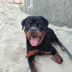 Подробнее об объявлении «Пропала собака кобель максимальный репост Волгоград» Фото: пропала собака  «Пропала собака кобель максимальный репост...» в г. Волгоград