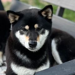 Подробнее об объявлении «Пропала собака Москва» Фото: пропала собака  «Пропала собака Москва» в г. Москва