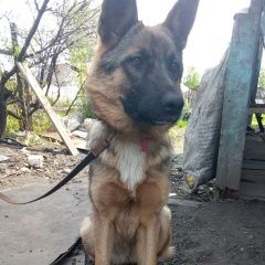 Подробнее об объявлении «Пропала собака по кличке альфа Мыски» Фото: пропала собака Восточно-европейская овчарка «Пропала собака по кличке альфа Мыски» в г. Мыски