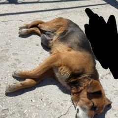 Подробнее об объявлении «Пропала собака Покров» Фото: пропала собака  «Пропала собака Покров» в г. Покров