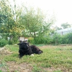Подробнее об объявлении «Волжский (Волгоградская обл.) Пропала собака волжский, посёлок краснооктябрьский» Фото: пропала собака  «Волжский (Волгоградская обл.) Пропала собака...» в г. Волжский (Волгоградская обл.)