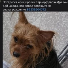 Подробнее об объявлении «Пропала собака йоркширский терьер. Рубцовск» Фото: пропала собака Йоркширский терьер «Пропала собака йоркширский терьер. Рубцовск» в г. Рубцовск