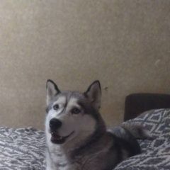Подробнее об объявлении «Тула Пропала собака хаски сука» Фото: пропала собака Сибирская хаски «Тула Пропала собака хаски сука» в г. Тула