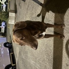 Подробнее об объявлении «Пропала собака самый милый мальчик Краснодар» Фото: пропала собака  «Пропала собака самый милый мальчик Краснодар» в г. Краснодар