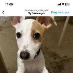 Подробнее об объявлении «Пропала собака кобель джек рассел Краснодар» Фото: пропала собака Джек рассел терьер «Пропала собака кобель джек рассел Краснодар» в г. Краснодар