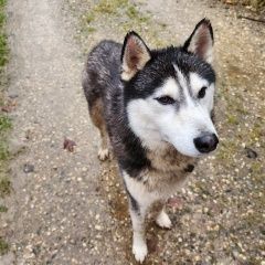 Подробнее об объявлении «Пропала собака кобель поиск хаски Гагино» Фото: пропала собака Сибирская хаски «Пропала собака кобель поиск хаски Гагино» в г. Гагино