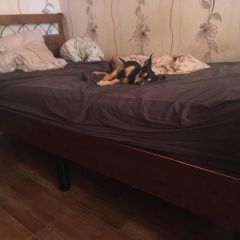 Подробнее об объявлении «Пропала собака кобель Омск» Фото: пропала собака Той-терьер «Пропала собака кобель Омск» в г. Омск