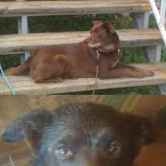 Подробнее об объявлении «Пропала собака кобель Лакинск» Фото: пропала собака  «Пропала собака кобель Лакинск» в г. Лакинск