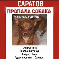 Подробнее об объявлении «Саратов Пропала собака кобель вчера в районе всо, московское шоссе 19» Фото: пропала собака Чихуахуа «Саратов Пропала собака кобель вчера в районе...» в г. Саратов