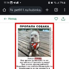 Подробнее об объявлении «Пропала собака, щенок 6 мес, девочка Кубинка» Фото: пропала собака Американский бульдог «Пропала собака, щенок 6 мес, девочка Кубинка» в г. Кубинка