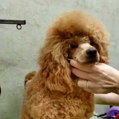 Подробнее об объявлении «Пропала собака Новосибирск» Фото: пропала собака Пудель «Пропала собака Новосибирск» в г. Новосибирск