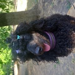 Подробнее об объявлении «Азов Пропала собака кобель черный пудель, мальчик. люди до» Фото: пропала собака Пудель «Азов Пропала собака кобель черный пудель,...» в г. Азов