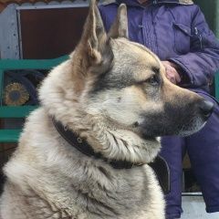 Подробнее об объявлении «Пропала собака кобель Сходня» Фото: пропала собака Западно-сибирская лайка «Пропала собака кобель Сходня» в г. Сходня