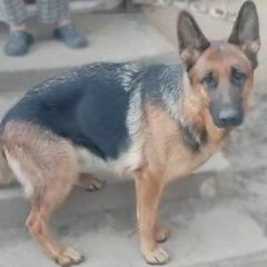 Подробнее об объявлении «Парголово Пропала собака немецкая овчарка, подросток, девочка» Фото: пропала собака Немецкая овчарка «Парголово Пропала собака немецкая овчарка,...» в г. Парголово