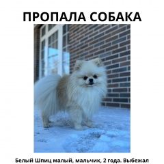 Подробнее об объявлении «Пропала собака кобель Ростов-на-Дону» Фото: пропала собака  «Пропала собака кобель Ростов-на-Дону» в г. Ростов-на-Дону